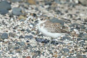 ny zealand dotterel foto