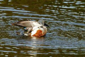 australiensisk shoveler Anka foto