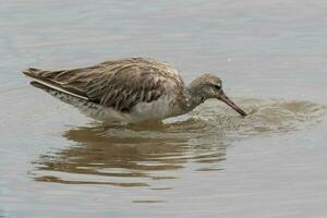 stångsvansad godwit i australasien foto