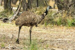 emu endemisk fågel av Australien foto