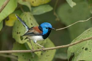 härlig fairywren i Australien foto