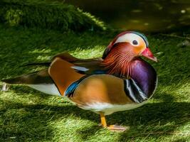 mandarin Anka från Asien foto