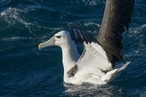 vitklädd mollymawk albatross foto