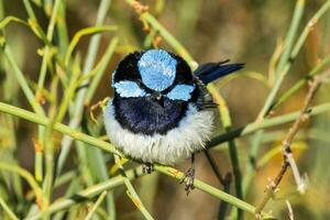 utmärkt fairywren i Australien foto