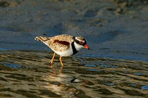 svart front dotterel i australasien foto