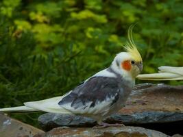 cockatiel i Australien foto