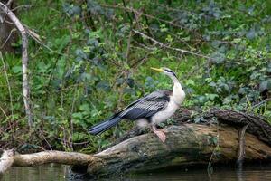 anhinga - Australien ormhalsfågel foto