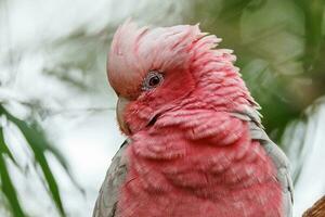 galah kakadua i Australien foto