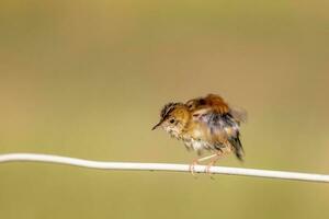 guldhårig cisticola i Australien foto