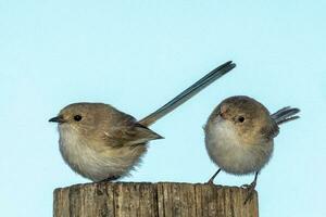 vitvingad fairywren i Australien foto