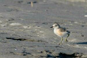 ny zealand dotterel foto