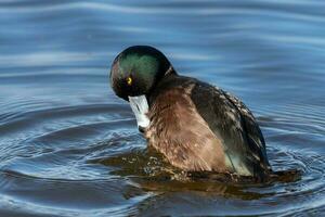 ny zealand scaup Anka foto