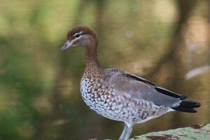 australisk vedand foto