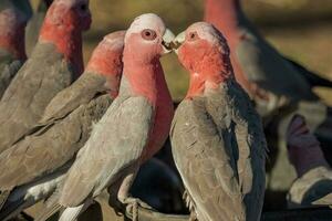 galah kakadua i Australien foto