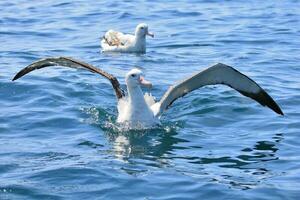 gibsons vandrande albatross i ny zealand foto