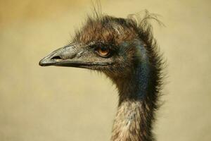 emu endemisk fågel av Australien foto