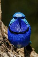 utmärkt fairywren i Australien foto