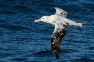 gibsons vandrande albatross i australasien foto