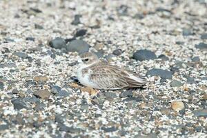 ny zealand dotterel foto