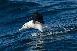 svartbrynad albatross i australasien foto