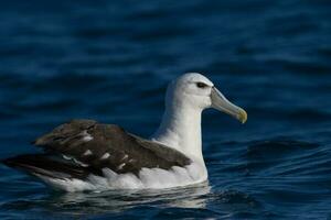 vitklädd mollymawk albatross foto