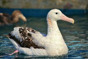 gibsons vandrande albatross i ny zealand foto