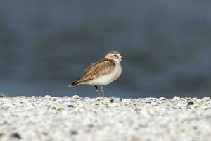 ny zealand dotterel foto