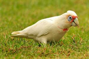 långfakturerad corella i Australien foto