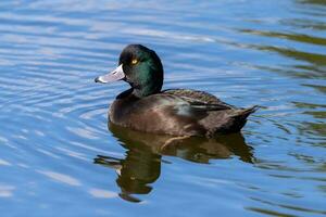 ny zealand scaup Anka foto