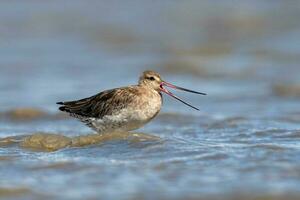 stångsvansad godwit i australasien foto