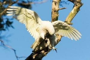 liten corella i Australien foto