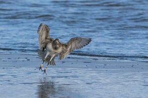 stångsvansad godwit i australasien foto