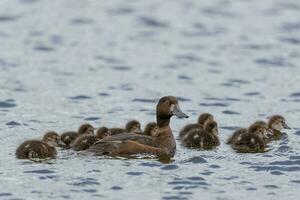 ny zealand scaup Anka foto