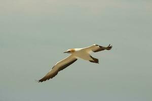 australiensisk gannet i australasien foto