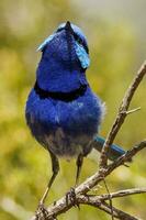 utmärkt fairywren i Australien foto