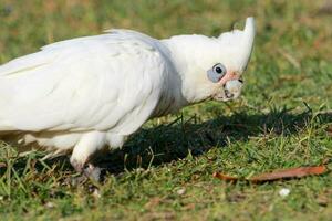 liten corella i Australien foto