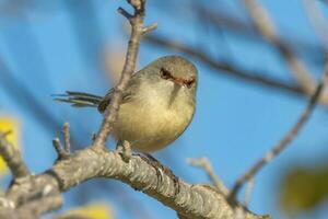 lilarygg fairywren i Australien foto