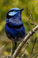 utmärkt fairywren i Australien foto