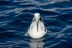 sydlig kunglig albatross i australasien foto