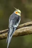 cockatiel i Australien foto