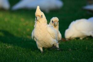 liten corella i Australien foto