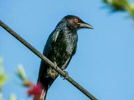 spangled drongo i Australien foto