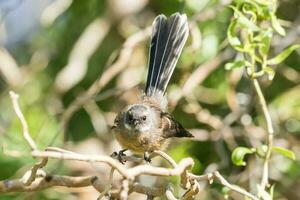 piwakawaka ny zealand fantail foto