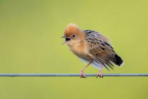 guldhårig cisticola i Australien foto