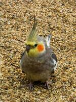 cockatiel i Australien foto