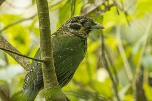 fick syn på catbird i Australien foto