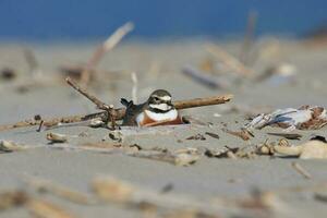 dubbelbandig dotterel i ny zealand foto