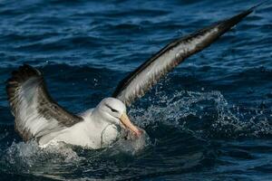 svartbrynad albatross i australasien foto