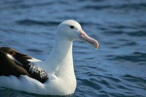 sydlig kunglig albatross i australasien foto