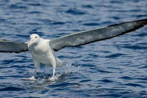 sydlig kunglig albatross i australasien foto